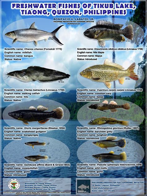 biggest fish in philippines|List of Freshwater Fishes reported from Philippines .